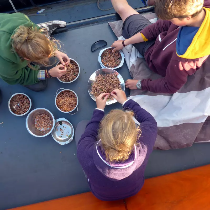 Jugendwerk Württemberg Segeln und Inselleben Krabben