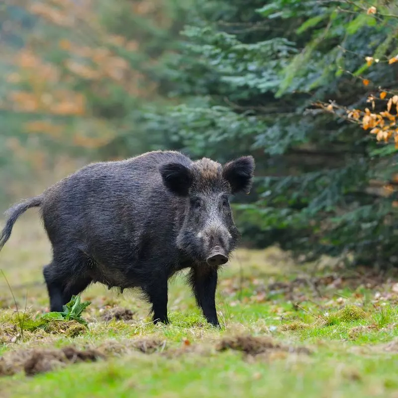 Wildschwein