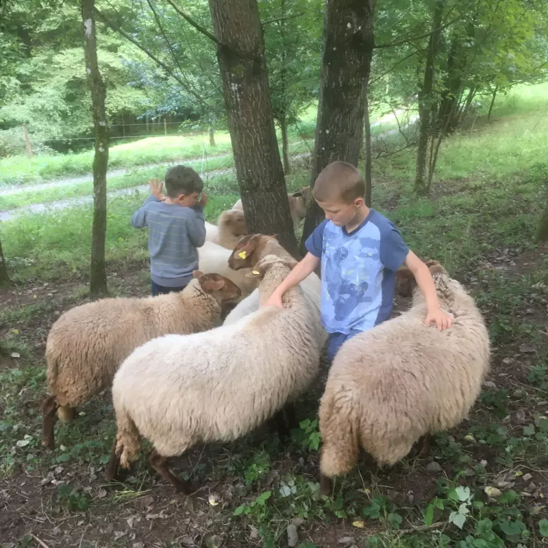 Jugendwerk Württemberg Wacholderhof Kinder mit Schafen