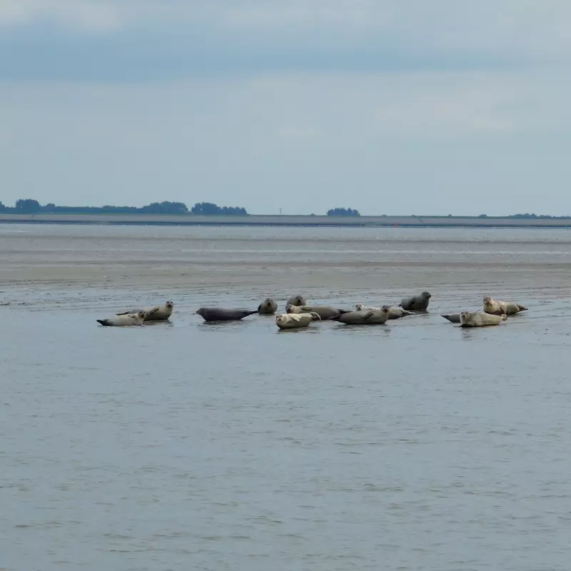 Jugendwerk Württemberg Segeln und Inselleben Robben