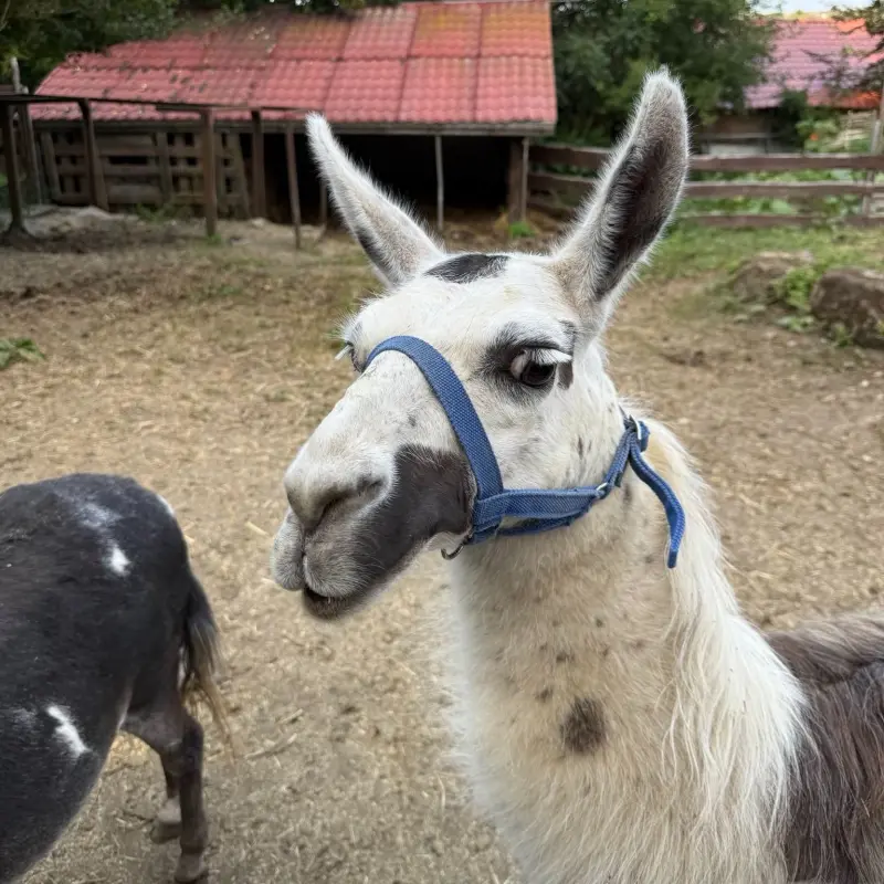 Lamas