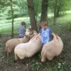 Jugendwerk Württemberg Wacholderhof Kinder mit Schafen
